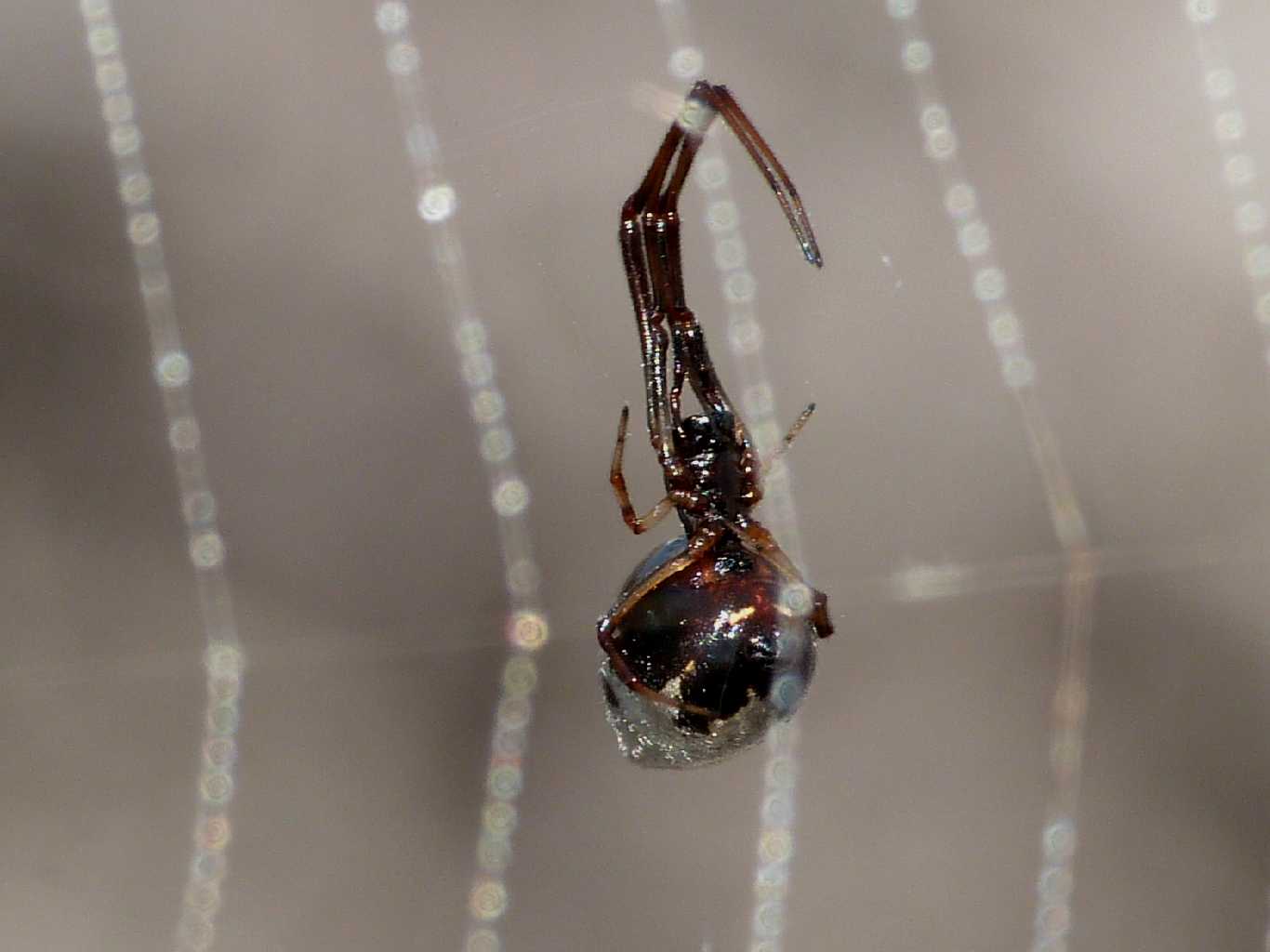 Ancora qualche Argyrodes - Palau (OT)